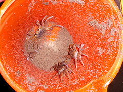 File:Catching crabs.jpg